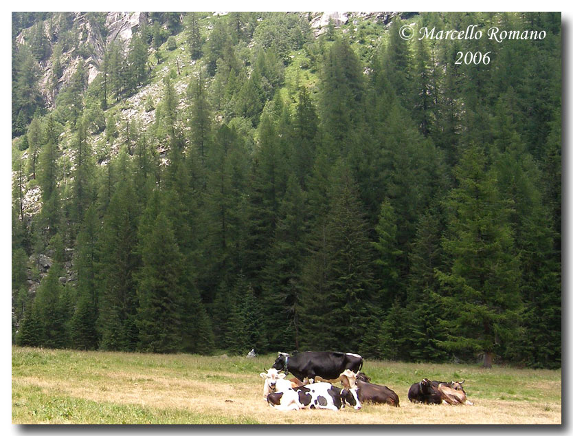 Insetti del Parco Adamello Brenta (TN): immagini e appunti